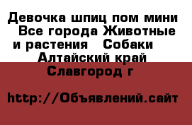 Девочка шпиц пом мини - Все города Животные и растения » Собаки   . Алтайский край,Славгород г.